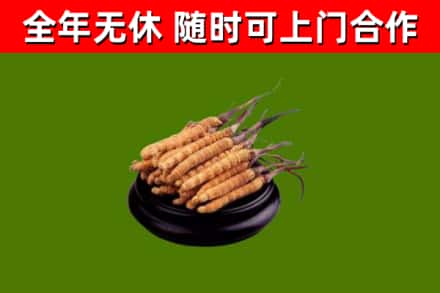 三明市回收冬虫夏草