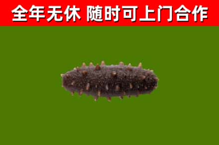 三明市回收海参干